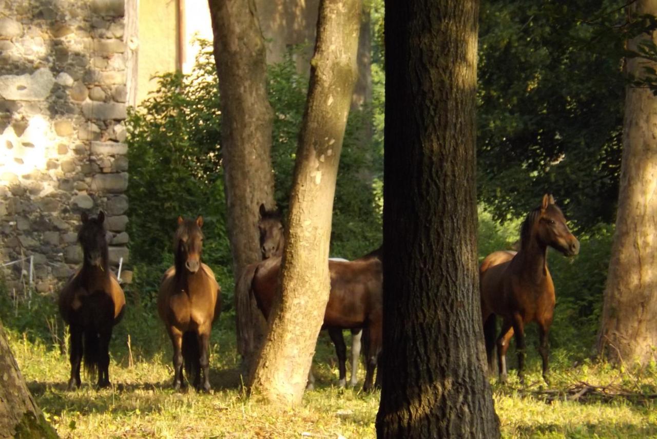 Studniska Horse Centrum Exteriör bild